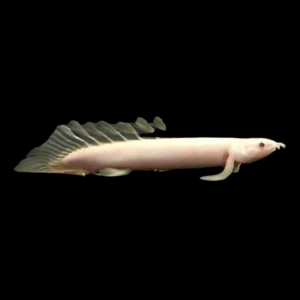 Albino Long Fin Senegal Bichir Polypterus Senegalensis Senegalus 10cm