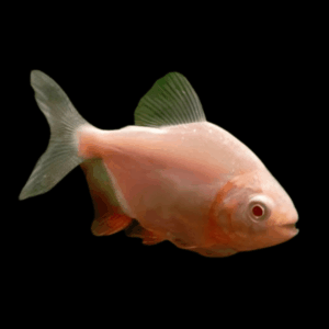 Albino Pacu Colossoma Brachypomum 4cm