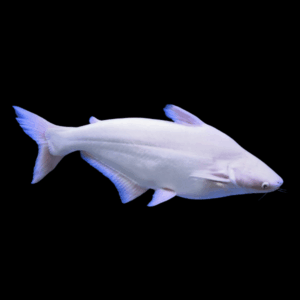 Albino Pangasius Catfish Pangasius Sutchi 5cm