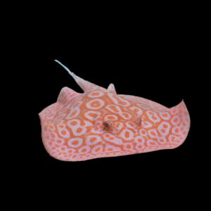 Freshwater Albino Pearl Stingray Potamotrygon Jabuti 20cm