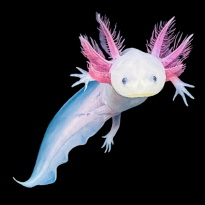 Albino Pink Black Eye Axolotl Ambystoma Mexicanum