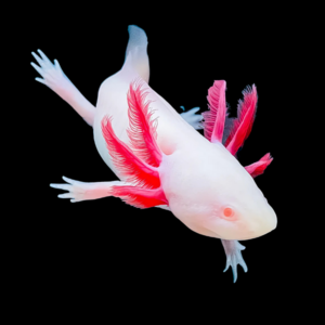 Albino Pink Red Eye Axolotl Ambystoma Mexicanum