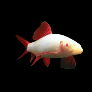 Albino Rainbow Shark Epalzeorhynchos Frenatum 5cm