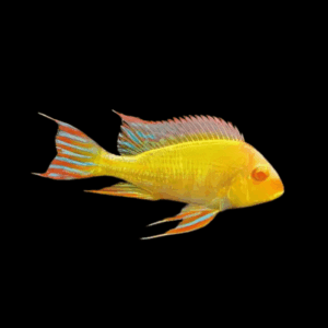 Geophagus Albino Red Head Tapajos 4cm