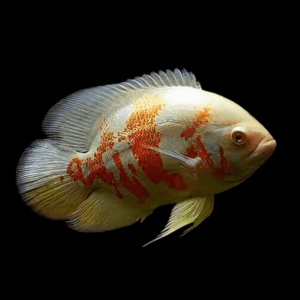 Albino Red Tiger Oscar Astronotus Ocellatus