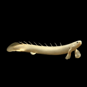 Albino Senegal Bichir Polypterus Senagalus 10cm