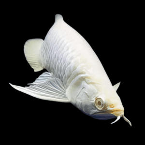 Albino Silver Arowana Osteoglossum Bicirrhosum 15cm