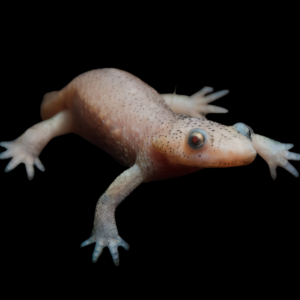 Albino Spanish Iberian Ribbed Newt Pleurodeles Waltl 6cm