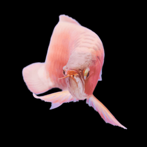 Albino Super Red Arowana Scleropages Formosus 20cm