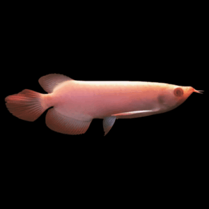 Albino Super Red Violet Fusion Arowana Scleropages Formosus 20cm