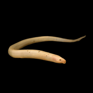 Albino Tulip Swamp Eel Monopterus Albinus 30cm