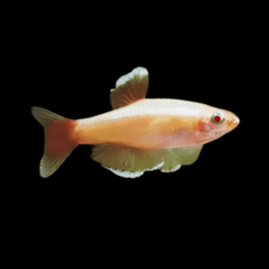 Albino White Cloud Mountain Minnow Tanichthys Albonubes 3cm