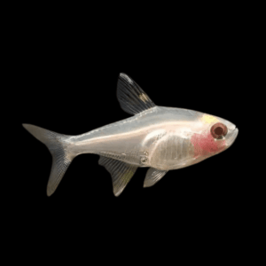 Albino X-Ray Tetra Pristella Maxillaris 2cm