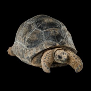 Aldabra Giant Tortoise Aldabrachelys Gigantea Juvenile