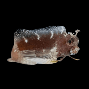 Algae Blenny Salarius Ramosus