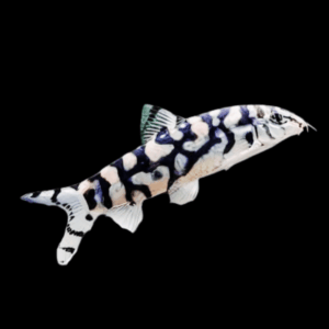 Almorha YoYo Loach Botia Lohachata 4cm