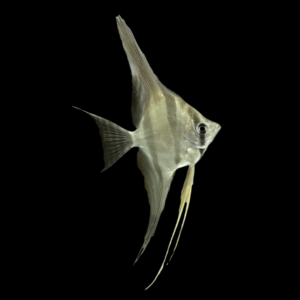 Altum Angelfish Atabapo Pterophyllum Altum - 5cm
