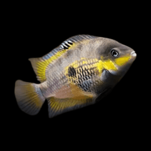 Amatitlania Myrnae Topaz Cichlid 5cm