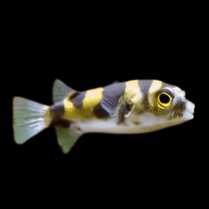 Amazon Pufferfish Colomesus Asellus 6cm