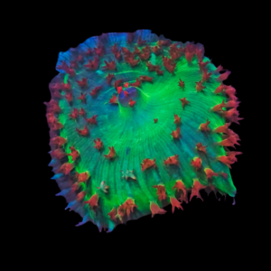 Anemone Rock Mushroom Fungiidae Coral Anemonia Sp