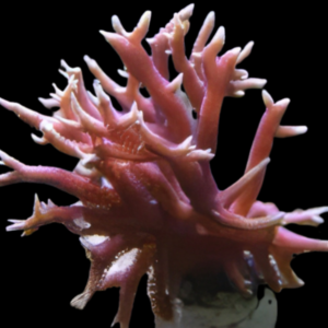 Antler Branching Hard Coral Montipora Sp