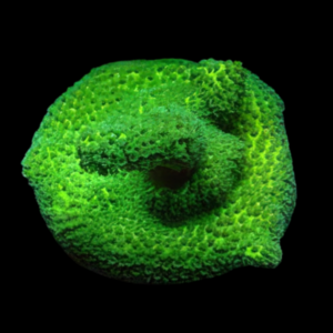 Antler Cultured Hard Coral Montipora Sp