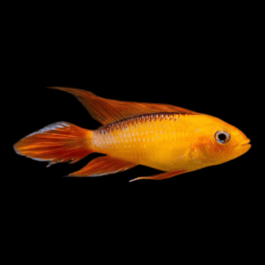 Apistogramma Agassizi Fire Gold 3cm