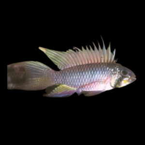 Apistogramma Breitbinden 3cm