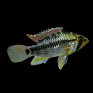 Apistogramma Cruzi 3cm