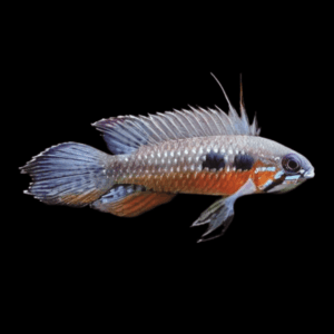 Apistogramma Elizabethae 3cm