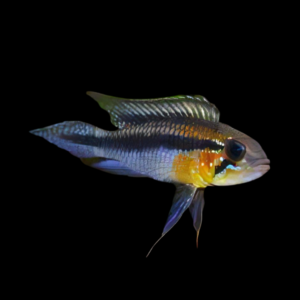 Apistogramma Gephyra 3cm