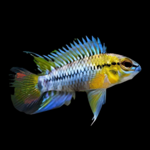 Apistogramma Hoignei 3cm