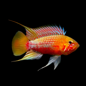 Apistogramma Hongsloi 3cm