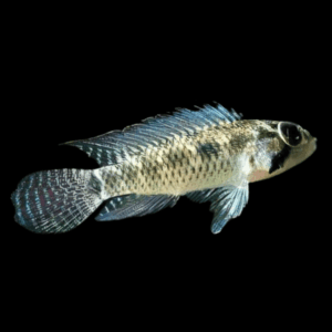 Apistogramma Meinkenni 3cm