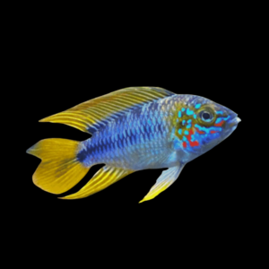 Apistogramma Opal - 3cm