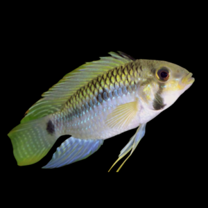 Apistogramma Steindacheri 3cm