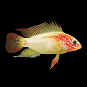 Apistogramma Viejita Gold 3cm