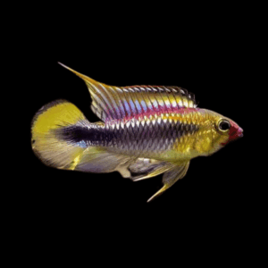 Apistogramma Wilhelmi 3cm