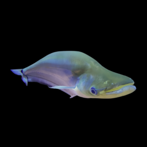 Apogon Catfish Phalacronotus Apogon 8cm