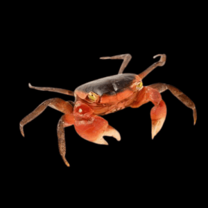 Apple Red Crab Metasesarma Aubryi 3cm