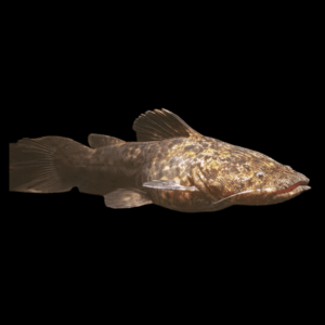 Apure Jelly Catfish Cephalosilurus Apurensis 20cm