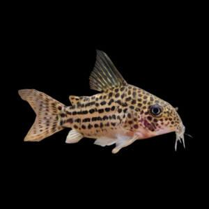 Araguaia Corydoras Araguaiaensis 3cm Catfish