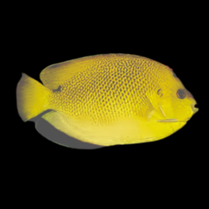 Armitage Angelfish Apolemichthys Trimaculatus