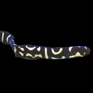 Arrow Goby Pholidichthys Leucotaenia