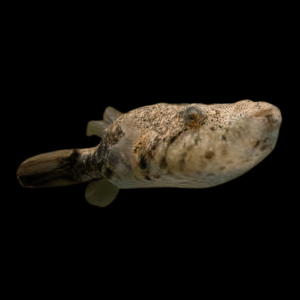 Arrowhead Puffer Tetraodon Suvatti 10cm
