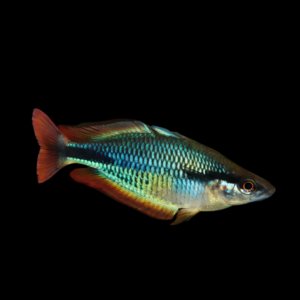 Aru Rainbow Fish Melanotaenia Picta 5cm