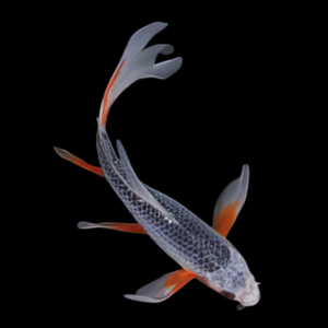 Asagi Butterfly Grade A Koi Carp Cyprinus Carpio