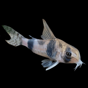 Asher Corydoras Tukano 3cm Catfish