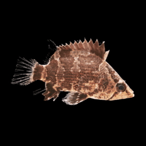 Asian Perch Datnoid Tiger Fish Nandus Oxyrhynchus 5cm