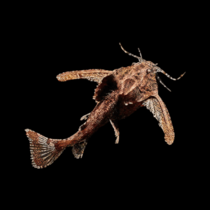 Asian Stone Mini Moth Catfish Hara Jerdoni 4cm